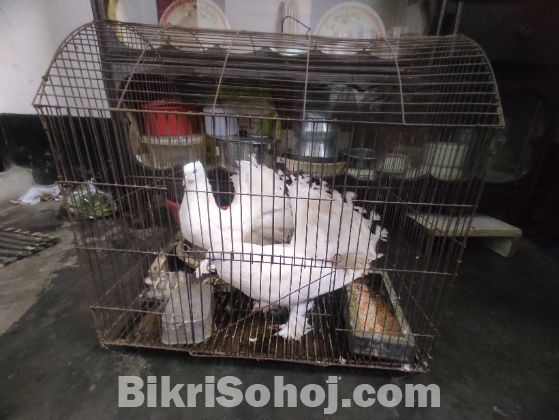 লক্ষা কবুতর